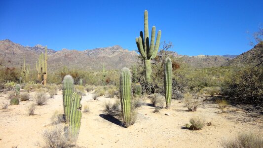 Tucson shrubs sand photo