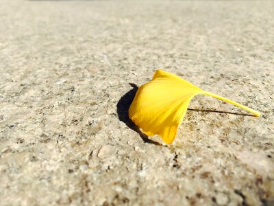 Ginkgo autumn yellow