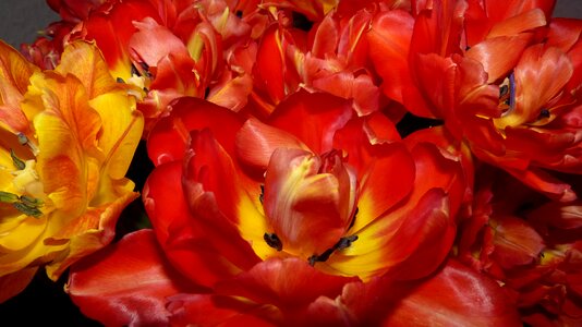 Orange spring flora