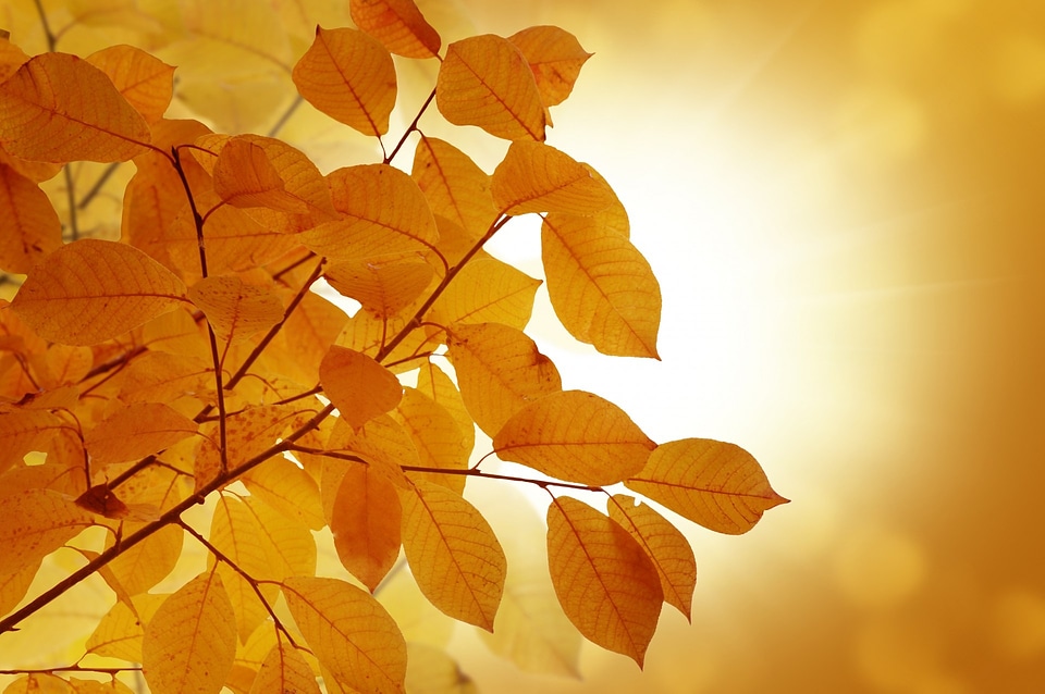 Yellow golden trees