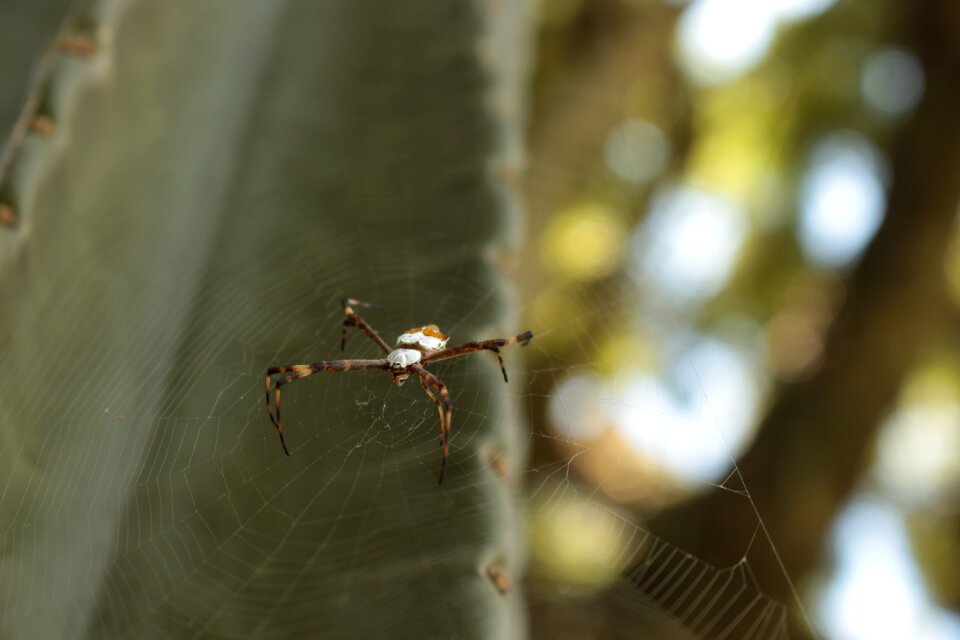 Spider arachnid web