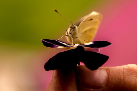 Spring macro nature