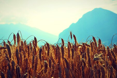 Cereals sky grain