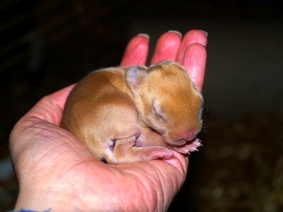 Young bunny baby hand photo