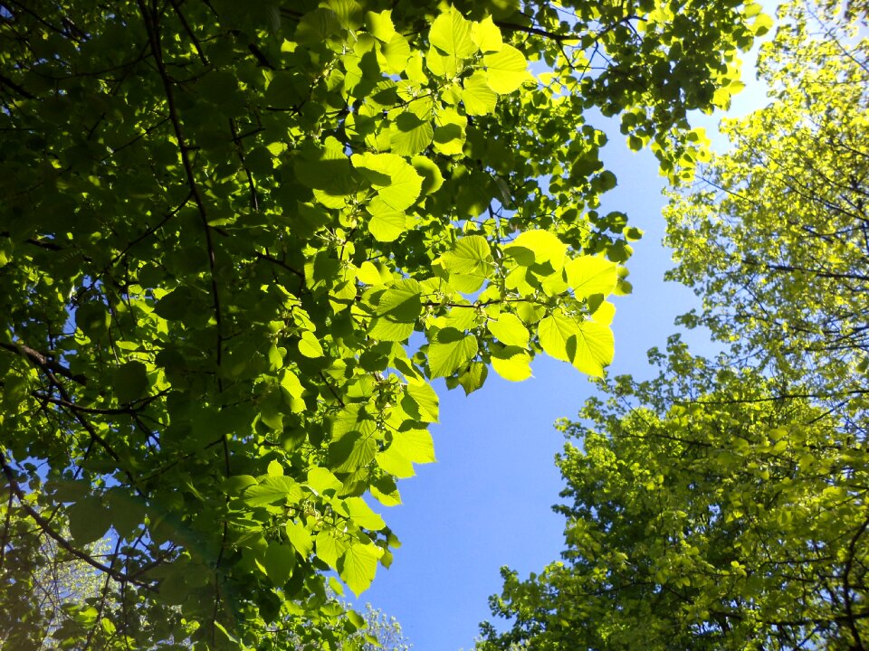 Nature spring vegetation