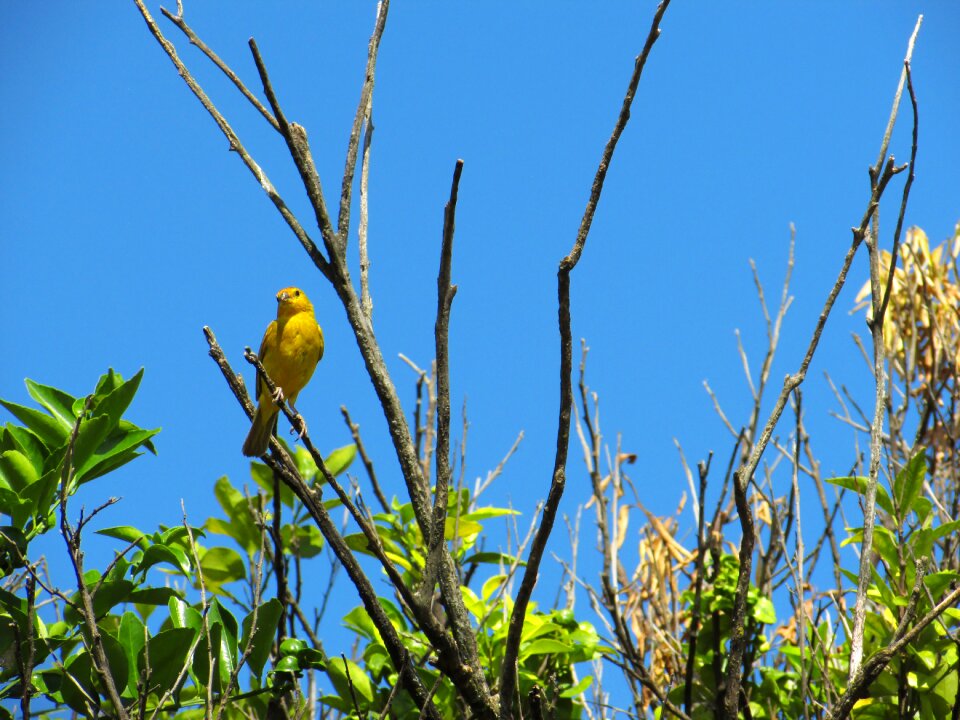 Nature paige birdie