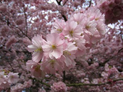 Cherry blossoms nature blossom photo