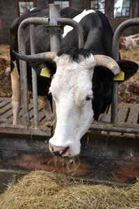 Animals agriculture nature