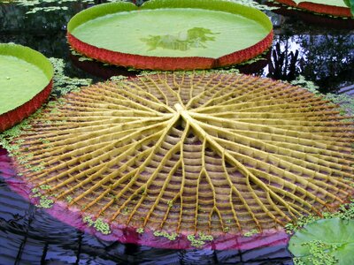 Rhizomatous aquatic herb