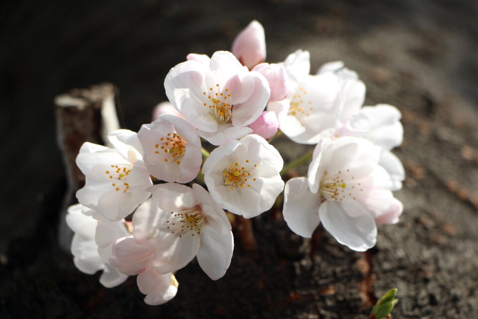 Flowers nature plants