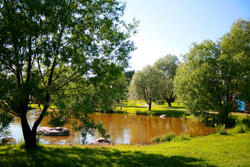 Pond sunshine summer day