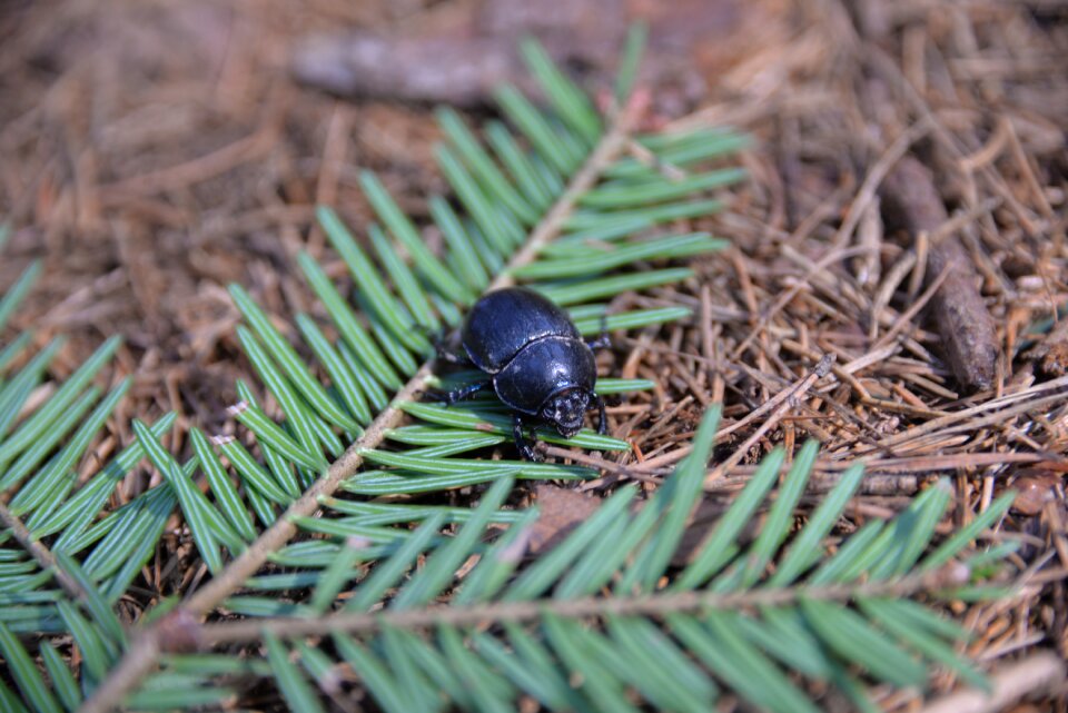 Insect close up forest floor