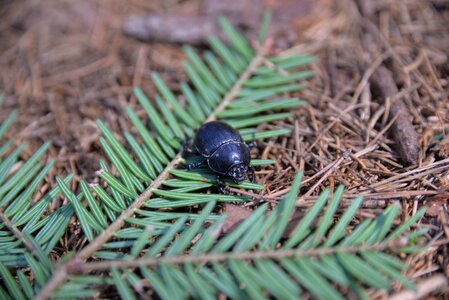 Insect close up forest floor