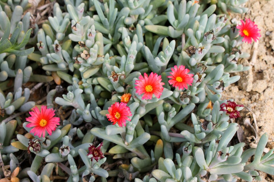 Happy summer flowers summer beach