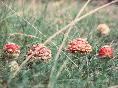 Forest polyana retro