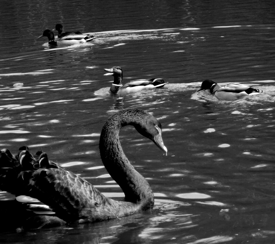 Waters black and white waterfowl