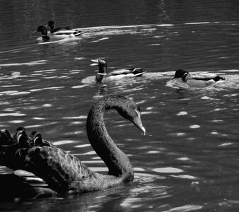 Waters black and white waterfowl photo