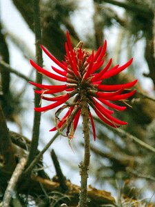 Botany wild asphodelaceae photo