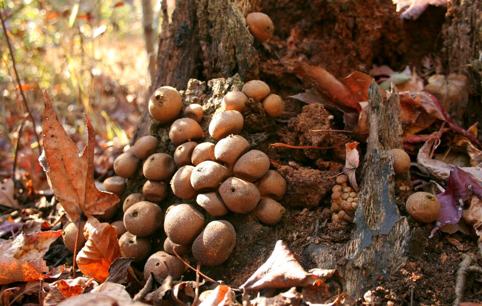 Fungi natural organic