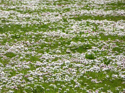 Spring grass nature