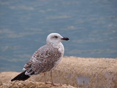 Sea landscape bird