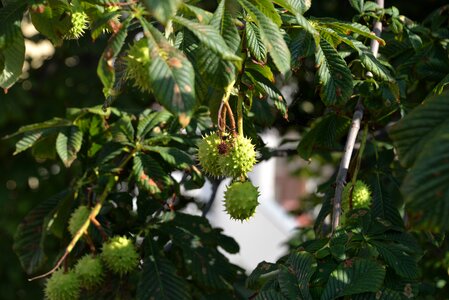 Chestnut leaves dry fruits green photo