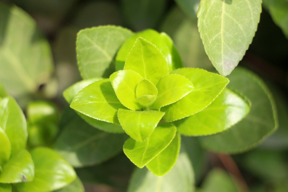 Nature green landscape