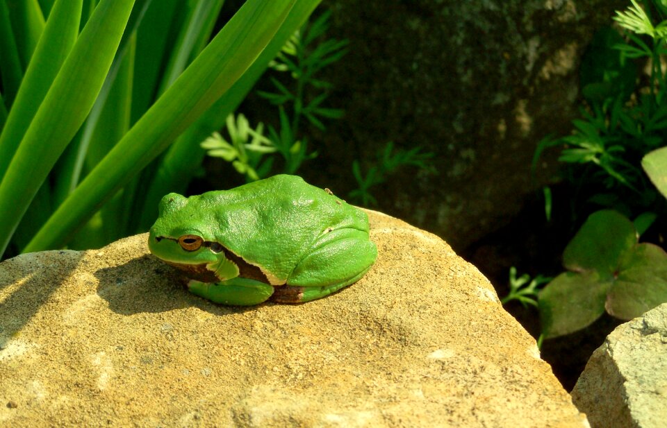 Tree frog green amphibian