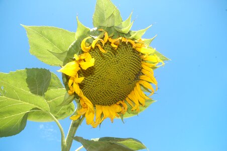 Flower green yellow photo