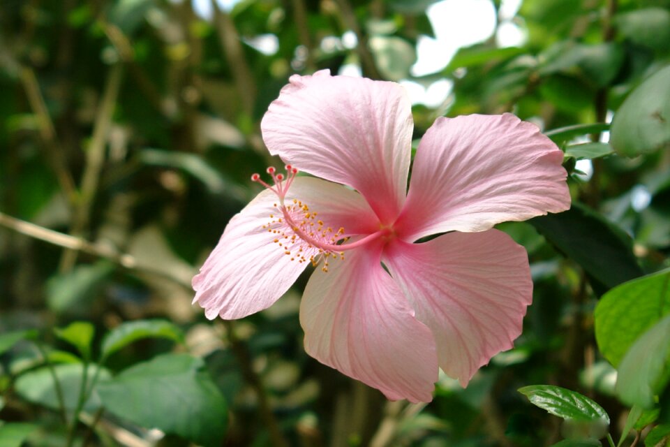 Nature plant tropical
