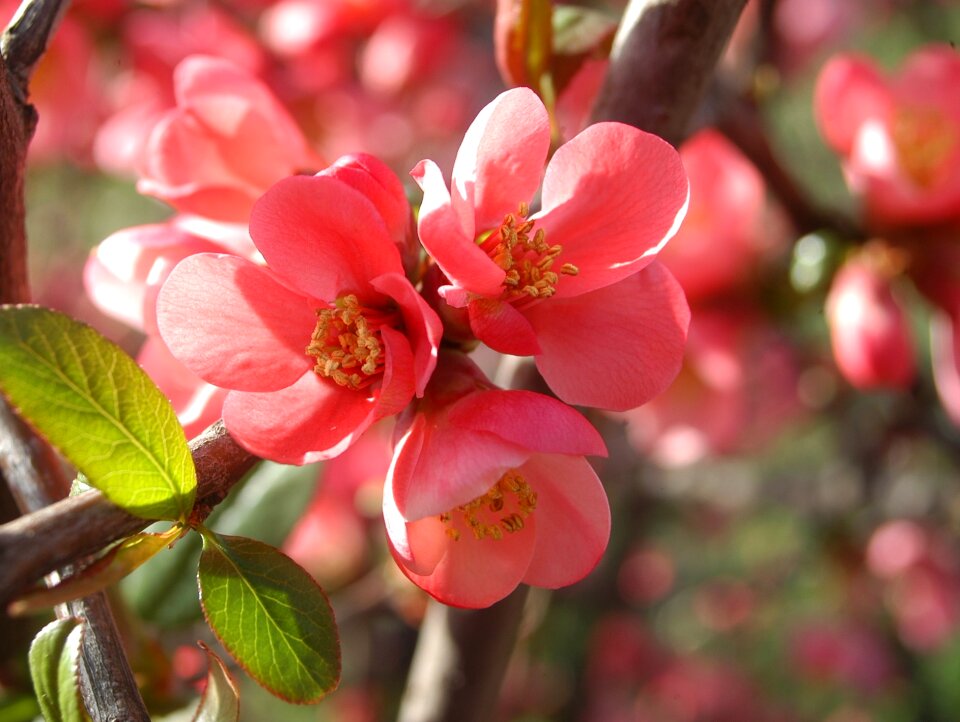 Japan quince red triple