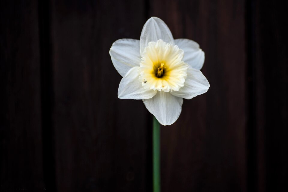 Flower steep close up