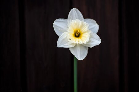 Flower steep close up