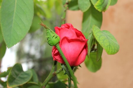 Leaves pink petals garden
