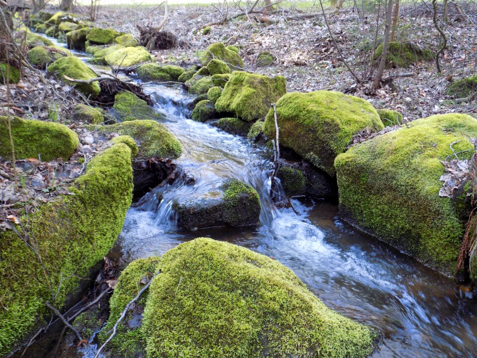 Water moss stones