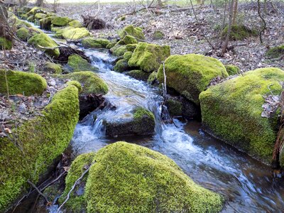 Water moss stones photo