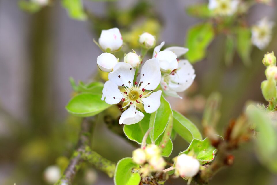 Spring flower bud fruit tree