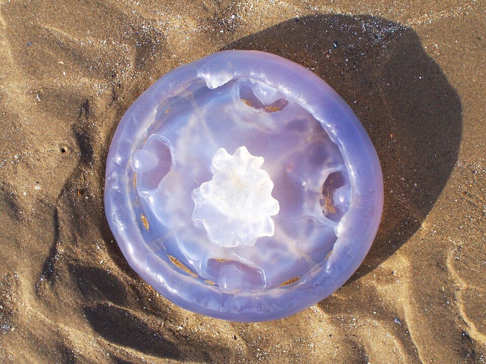 Sea creature ocean sand
