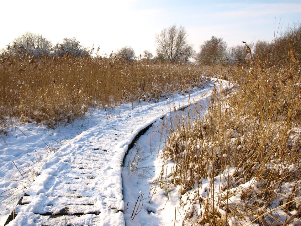 White season nature photo