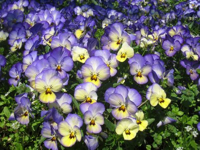 Yellow flower bed green