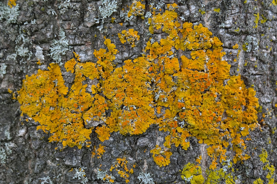 Leaf shaped lichen broad lobed leaf braid tree