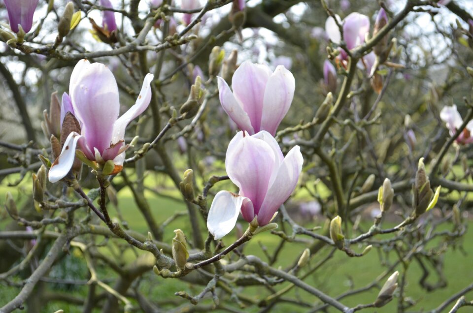 Bloom plant