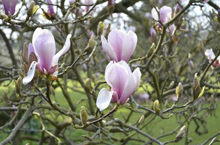 Bloom plant