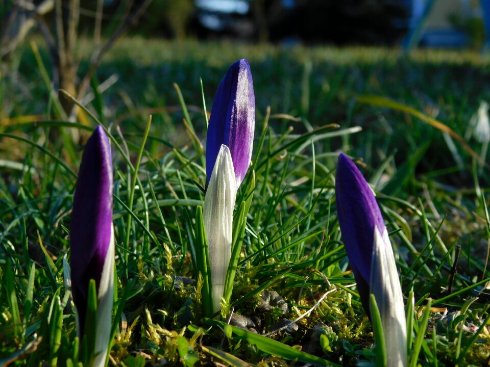 Green purple blossom