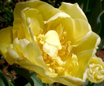 Flower spring yellow photo