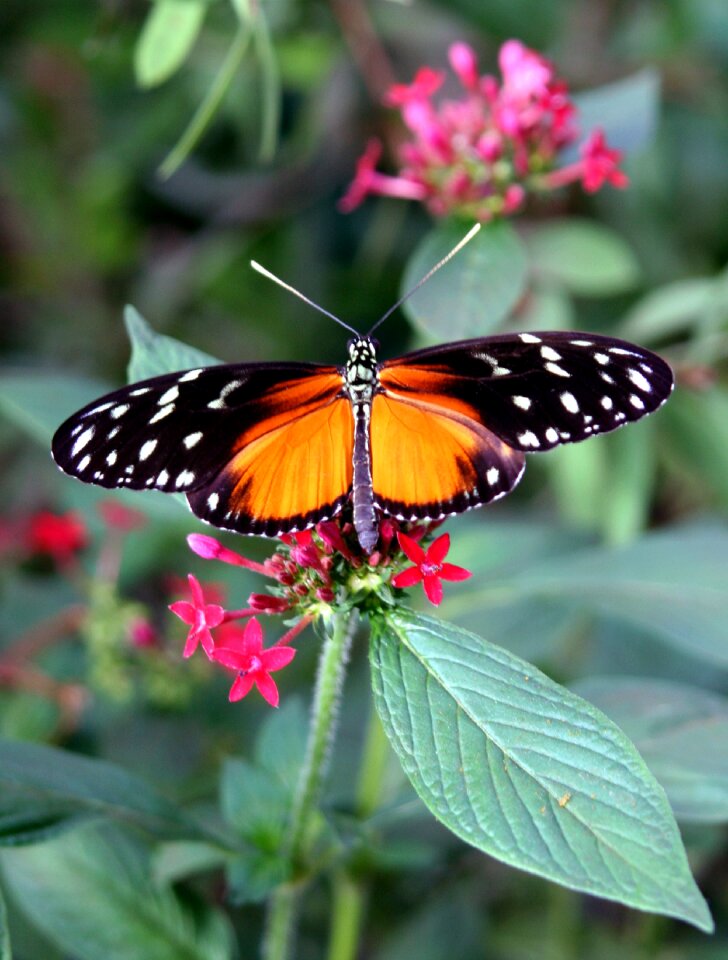 Flower nature flight