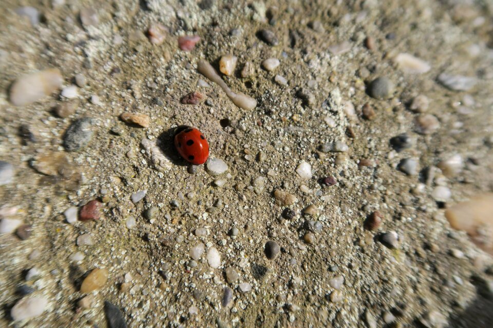 Concrete close up insect