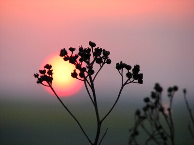 Sunset grass dry