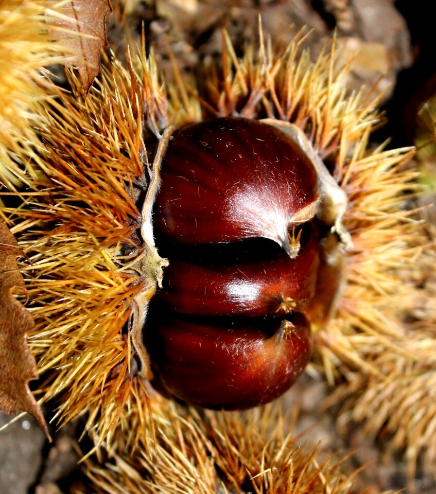 Chestnut spur autumn