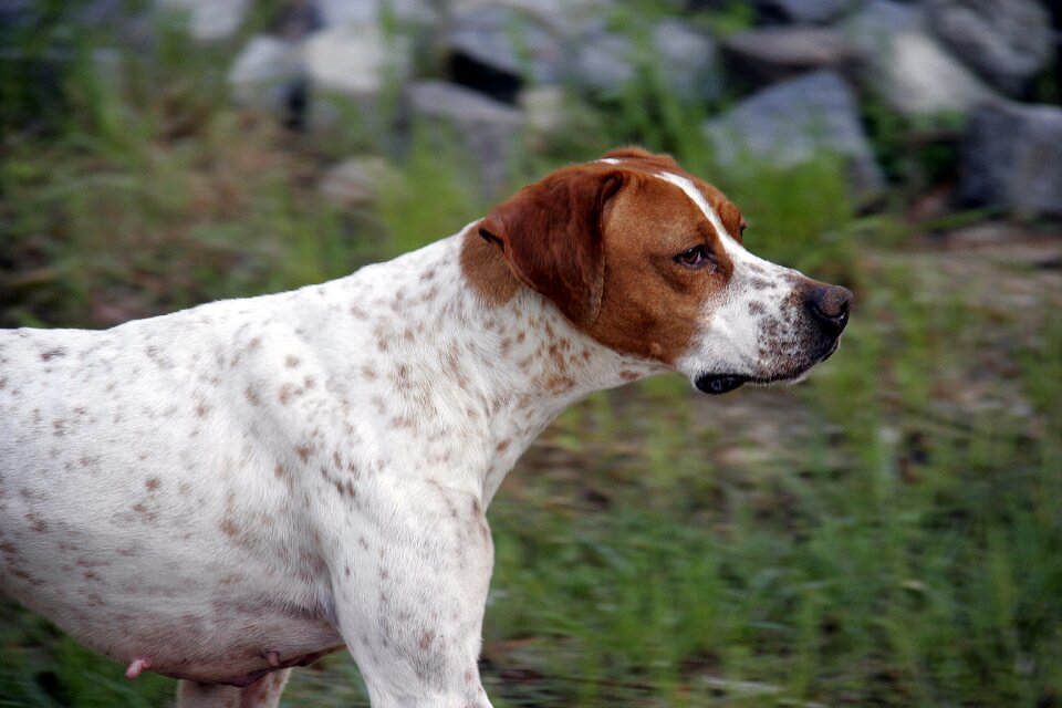 Hunting dog pet animals